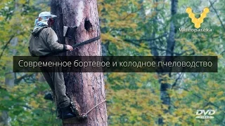 Современное бортевое и колодное пчеловодство