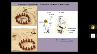 Вячеслав Дубынин ФЧЖ 4 курс 2021 лекция 2 по физиологии ЦНС насекомых