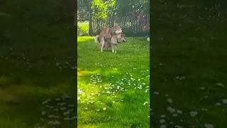 Dog mating in the public park #shorts #mating #animalmating