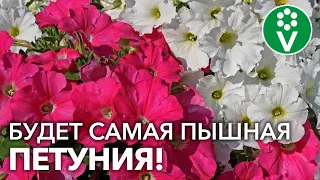 КАК СЕЯТЬ ПЕТУНИЮ? ТОЛЬКО ПРИ ТАКОМ ПОСЕВЕ БУДЕТЕ С ЦВЕТАМИ!