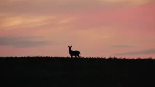 Iowa Public Land Giant 2021!! Archery Hunt of a Lifetime!!