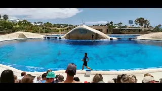 Tenerife Aqualand 2022 Dolphin Show (60fps).