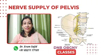 Nerve Supply of Pelvis | DNB Theory Class | DNB OBGYN coaching All India chapter| Live Class