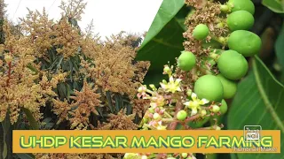 Ultra-High Density Plantation| Mango – New Technology for Increasing the Income of the Farmers|