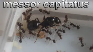 СРАВНЕНИЕ MESSOR CAPITATUS И MESSOR STRUCTOR!!