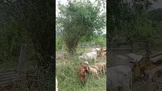 BAKA,TUPA,KAMBING PABORITO PALA ANG DAHON NG KAWAYAN #shorts