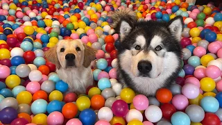 Golden Retriever Puppy And Husky Go CRAZY For Giant Ball Pit! (Cutest Ever!!)