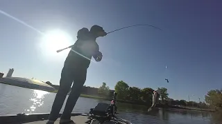 Alabama Bass Trail - Wheeler Lake - Highlight Video 2021