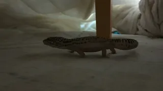 【レオパ、跳ぶ】花粉症飼い主のハナすすりにびっくり Gecko is scared by my nose's sound..sorry