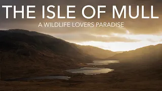 The Isle of Mull - A Wildlife Lovers Paradise