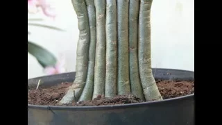 How to plant adenium twigs combined ( tanam dahan/ranting adenium dengan cara digabungkan)