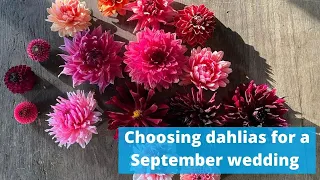 Planning dahlia based wedding flowers for a September wedding x