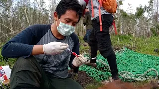 RESCUE ORANGUTAN INDUK DAN ANAK DI HUTAN BEKAS TERBAKAR !!! Part 1