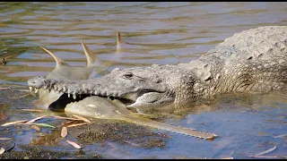 Diese Tiere können Krokodile, Alligatoren und Kaimane besiegen!