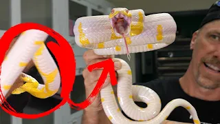 BITE FROM THE RAREST VENOMOUS SNAKE!  YOU WONT BELIEVE IT!