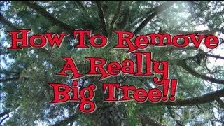 Rick's Tips for Tree Removal!  Noreen's Kitchen