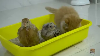 Kittens: What are the little chicks looking for?🐱😂😂🐥