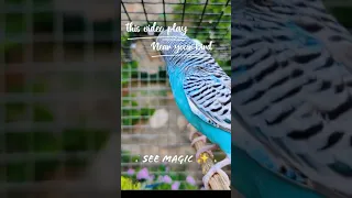 Play this video near your Budgies see magic 🪄✨🤗#budgies #voice #bird #shotvideo