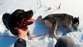 Как обучить собаку Хаски не убегать далеко от хозяина