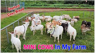 Micro & Miniature cattles shortest cows breed | Nadipathy Goshala | #miniature #nadipathygoshala #yt