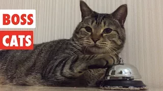 Boss Cats | Funny Cat Video Compilation 2020