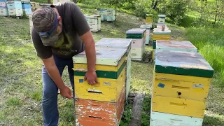 Cum se prezintă familiile după ce s-a scuturat câte un kg de albina…