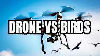 Why These 8 Things WILL Stop Birds Attacking Your Drone!