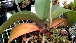 ORCHID CARE : Yellow Leaves and Other Ailments PART 1 How to remove Old yellow Leaves