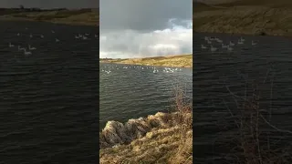 Збараж. Озеро з лебедями.