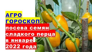 Agrohoroscope of sowing sweet pepper seeds for seedlings in January 2022