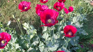 Opium poppy flowers | Opium | #nature | #flowers