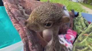 What to do if you find an orphaned baby squirrel