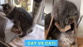 Cat vs cat - Cats Being Jerks - Funny Cat Videos