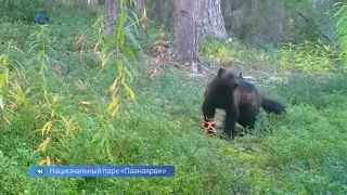 Росомаха попала в фотоловушку национального парка «Паанаярви»