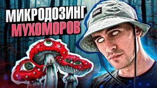 МИКРОДОЗИНГ МУХОМОРОВ | ПОЛЬЗА И ВРЕД ДЛЯ НАРКОМАНОВ И АЛКОГОЛИКОВ