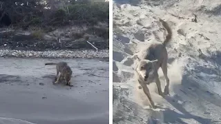 Wolf Plays With Teen On Beach