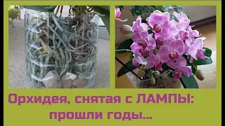 Орхидея с ЛАМПЫ: 6 лет содержания БЕЗ СУБСТРАТА