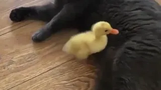 Duck vs cat smash Bros (NOT)