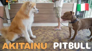 Akita Inu and Pitbull meet at a bar in Italy.