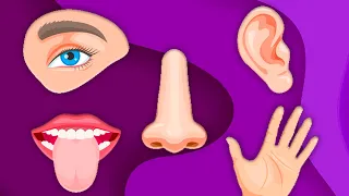 The Five Senses: Sight, Hearing, Touch, Smell & Taste! | KLT Anatomy