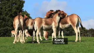 Kiang Equus kiang