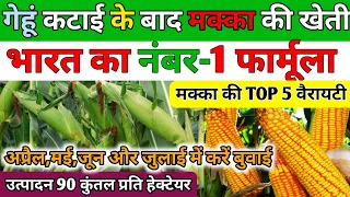 गेहूं कटाई के बाद मक्का की खेती कैसे करे । Makka kheti ki jankari |Makka ki kheti|Maize cultivation