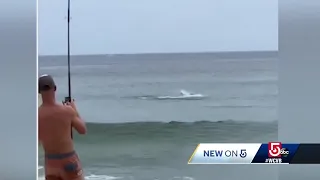Man captures great white shark while on Cape Cod fishing trip