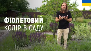 ЛАНДШАФТНИЙ ДИЗАЙН | ШАВЛІЯ ДІБРОВНА "КАРАДОННА". ФІОЛЕТОВИЙ КОЛІР В САДУ.