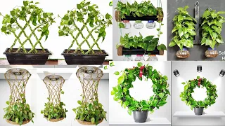 5 Ideas For Growing Money Plant/Money Plant Tree/Money Plant Decoration/Money Plant Ideas/GARDEN4U