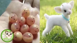 Cute baby animals Videos Compilation cute moment of the animals - Cutest Animals #1