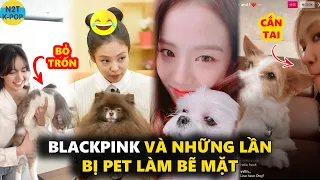 Blackpink và những lần bị pet làm bẽ mặt