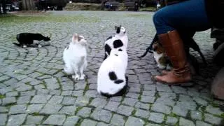 Кошки в Стамбуле