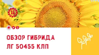 Обзор гибрида ЛГ 50455 КЛП / Гибрид подсолнечника