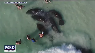 Video shows manatees being harassed by beachgoers